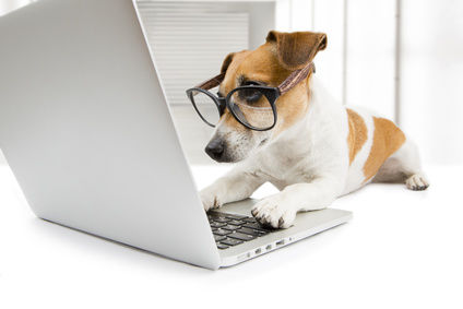 Hundehaftpflicht online vergleichen
